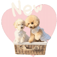 New花空 Sticker