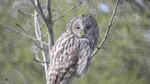 tonicove giphygifmaker owl strix GIF