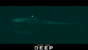 Shark Week GIF by Signature Entertainment