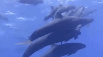 Diver Discovers Pod of False Killer Whales Off Isla Socorro, Mexico