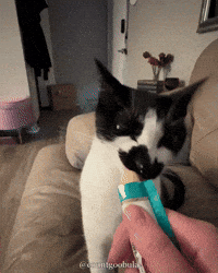 Hungry Cat GIF