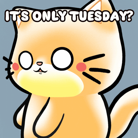 Cat What GIF by Mochimons