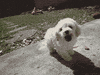 dog GIF