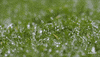 Horse Racing Morning GIF by Ascot Racecourse