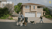 Nat Geo Dog GIF by National Geographic Channel
