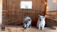 Bleat It: Baby Goats Sing Out in Perfect Harmony on Maine Farm