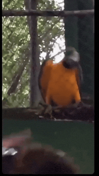 Beat Birt GIF