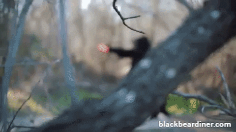 BlackBearDiner giphyupload bear bears throw GIF