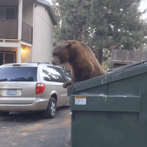 Bear Asked to Leave Dumpster