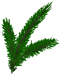 Plant Fir Sticker