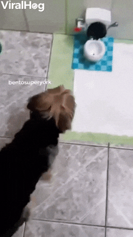 asyaakdogan giphyupload GIF