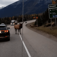 Bull Elk Rams Antlers Into Car 