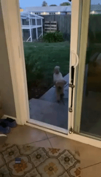 Goldendoodle Trusts Nothing After Running Into Screen Door