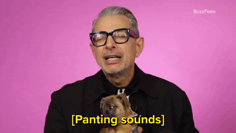 Jeff Goldblum Dog GIF by BuzzFeed