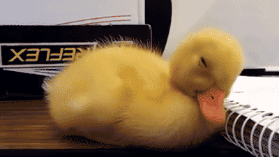 cuteanimalland giphyupload GIF