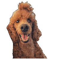Pharaby Sticker by Bastian the Talking Terrier