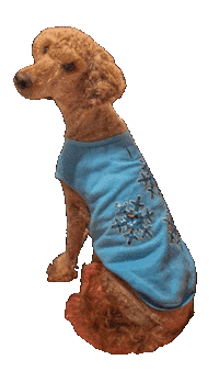 Pharaby Sticker by Bastian the Talking Terrier