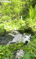 Husky Cools Off in Mountain Stream