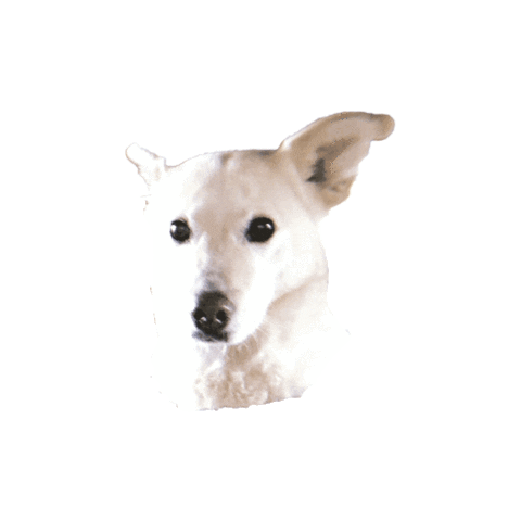 itssinikka Sticker by Sinikka Li