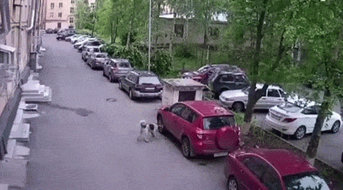 cuteanimalland giphyupload GIF