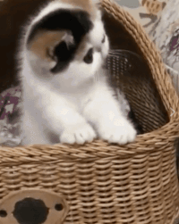 GIF by Giphy QA