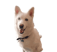 dog love Sticker by boscanova