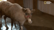 the incredible dr pol season 12 episode 6 GIF by Nat Geo Wild 