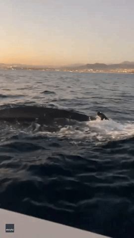 People Freak Out as Whales Come Near Boat