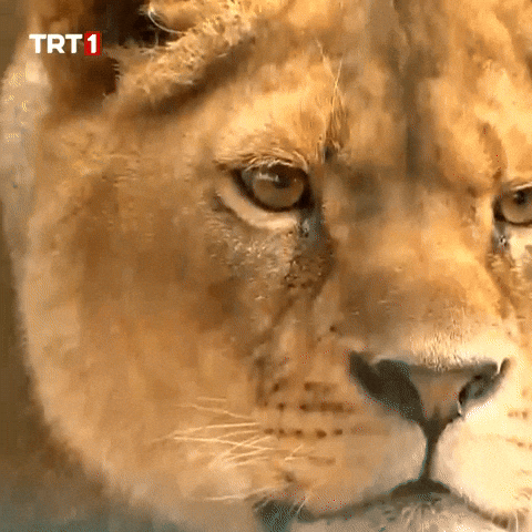 Trip No GIF by TRT