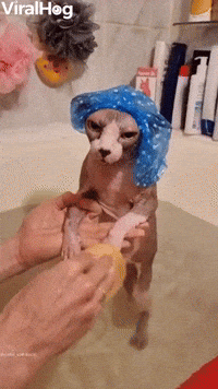 Sphynx in Shower Cap Gets Bath  
