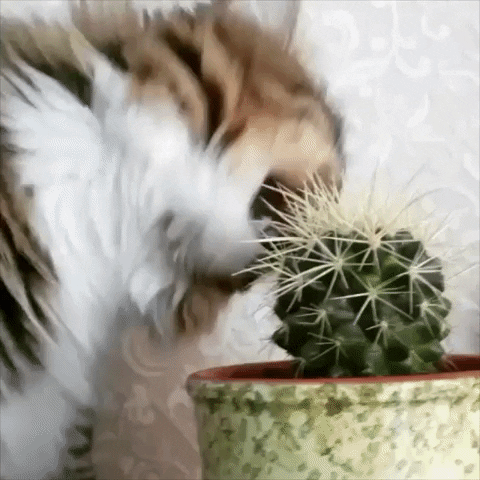 rrrrrrrmedia giphyupload cat oh no plant GIF