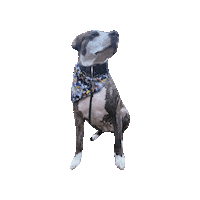 Sailor Moon Pit Sticker by Geekster Pets