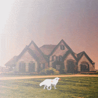 dog morph GIF by weinventyou