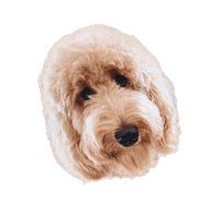 Golden Doodle Dog Sticker by ripleyandrue