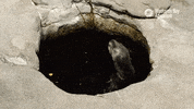Peek A Boo Hello GIF by Monterey Bay Aquarium