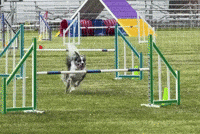 Agility GIF by TVKC