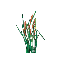 Reed Schilf Sticker by WiegederSchweiz