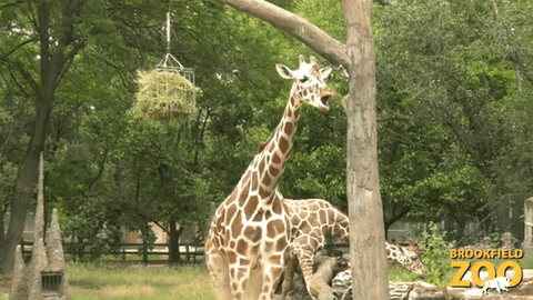 Giraffe Cute Animals GIF by Brookfield Zoo
