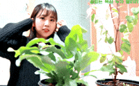 Plants GIF