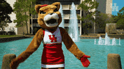 houstoncougars houston sasha gocoogs shasta GIF