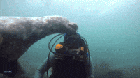Diver Takes Hint From 'Inquisitive' Seals and Removes His Mask