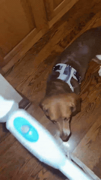 Binky GIF by Respective