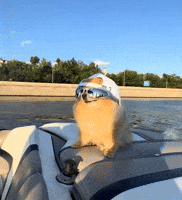 Dog Summer GIF