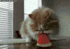 Cat Watermelon GIF