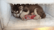 husky GIF