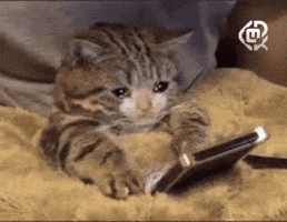 Cat Meme GIF