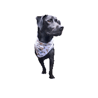 Black Dog Sticker by Geekster Pets
