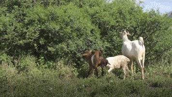 The reason we hate the spraying