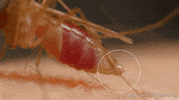 GIF by KQEDScience