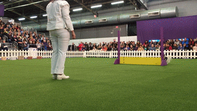 dog show GIF by Westminster Kennel Club